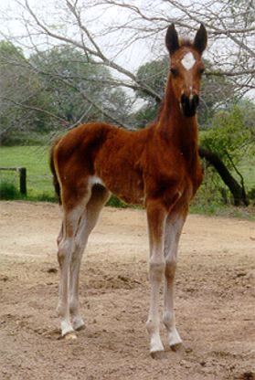 filly by AAS EL HEZZEZ out of DESERT KALILA