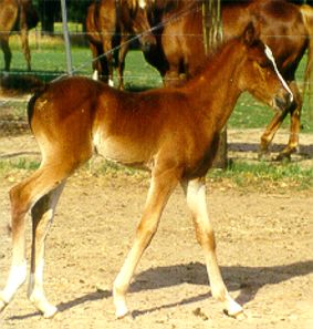 filly by IBN TAAM-RUD+ out of DB JASIDAH