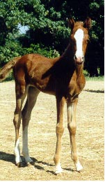 filly out of RC ARIEL by DB SHAHHAT born 5/12/00