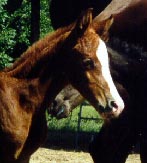 filly out of RC ARIEL by DB SHAHHAT born 5/12/00