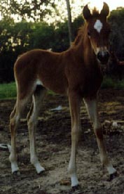Filly by DB SHAHHAT X BINT AMIRAA