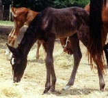 filly out of DESERT KALILA by AAS EL HEZZEZ born 5/12/00