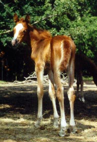 5/17/00 filly, AAS KARIMAH (AHA#576037) out of AL KATIMA TAAMRUD by DB SHAHHAT born 5/17/00 
