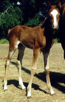 filly out of AL KATIMA TAAMRUD by DB SHAHHAT born 5/17/00 