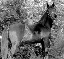 AAS AL SAKB+ ~ yearling photo