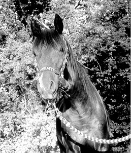AAS AL SAKB+ ~ yearling photo